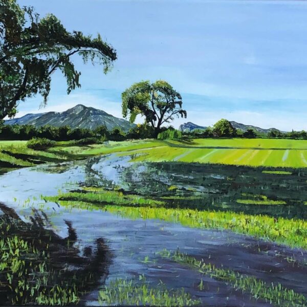 Pré inondé au coeur des Alpilles